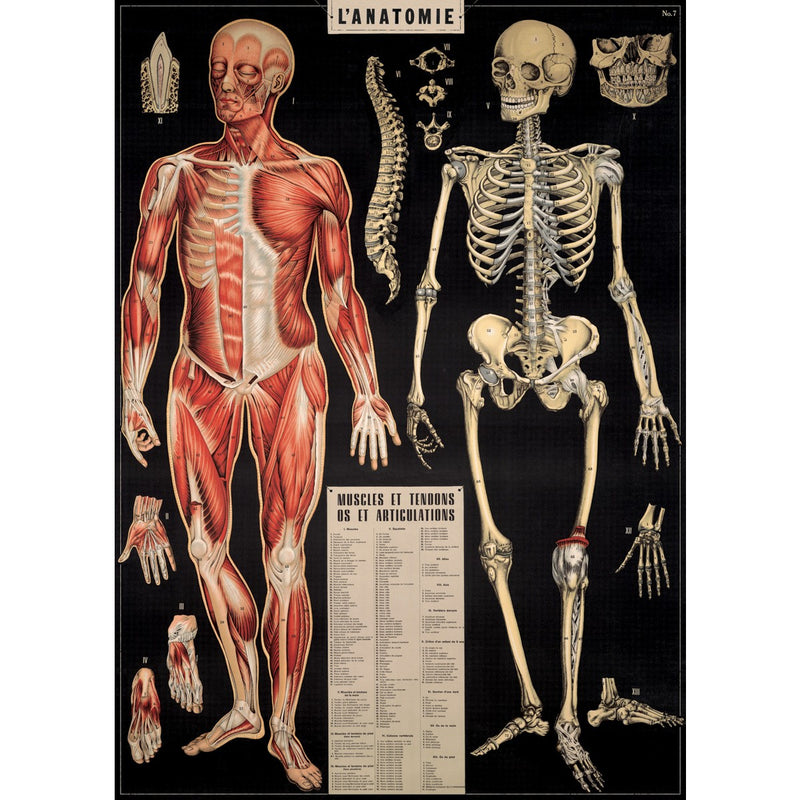 Anatomy Poster